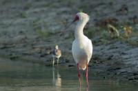 Platalea alba