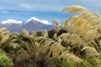 Landscape North Island