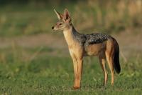 Black-backed jackal