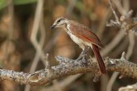 Cichladusa guttata