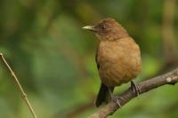 Turdus grayi