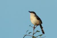 Prinia socialis