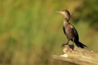 Phalacrocorax brasilianus