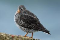 Calidris maritima