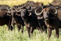 African buffalo