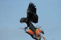 Calyptorhynchus banksii