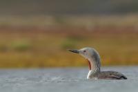 Norway - fauna