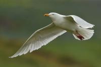 Larus hyperboreus