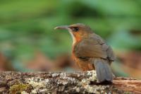 Erythrogenys erythrogenys