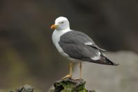 Larus fuscus