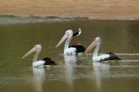 Pelecanus conspicillatus