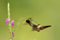 Lophornis helenae