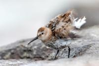 Calidris alpina