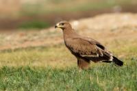 Aquila nipalensis