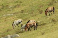 Przewalski's  Horse