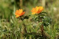 Mongolia flora