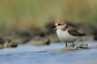 Charadrius alexandrinus