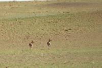 Mongolian gazelle