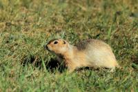 Long-tailed ground squirrel