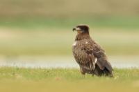 Haliaeetus leucoryphus 