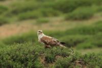 Buteo hemilasius