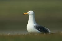 Larus vegae mongolicus