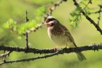 Emberiza leucocephalos