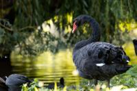 London-St James's Park