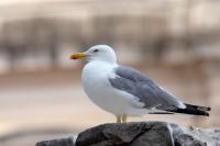 Larus michahellis