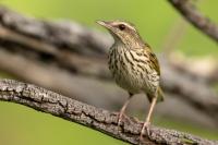 Anthus lineiventris