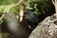 Melaenornis edolioides