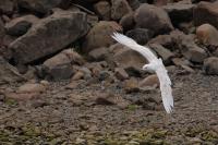 Larus glaucoides