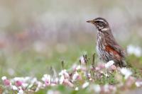 Turdus iliacus