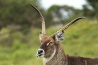 Waterbuck