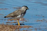 Vanellus melanocephalus