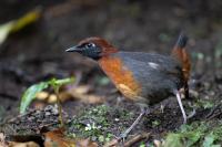 ECUADOR-FAUNA