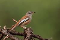 ETHIOPIA FAUNA