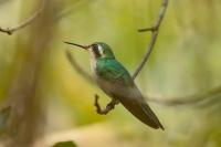 Mexico FAUNA