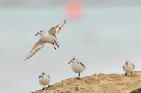 Calidris alba