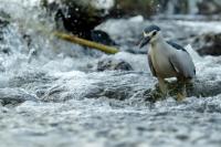 Nycticorax nycticorax