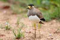 Sri Lanka FAUNA