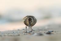 Calidris alpina