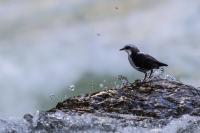 ECUADOR-FAUNA