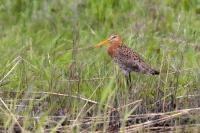 Kazakhstan FAUNA