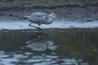 Ardea cinerea