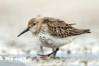 Calidris alpina