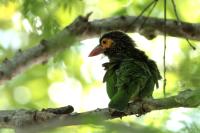 Sri Lanka FAUNA