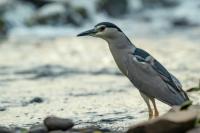 Nycticorax nycticorax