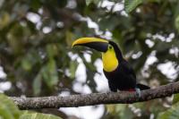 ECUADOR-FAUNA