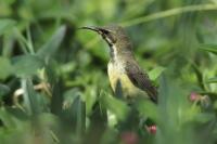 ETHIOPIA FAUNA